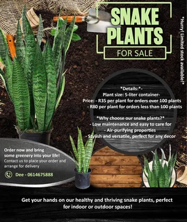Snake plants for sale