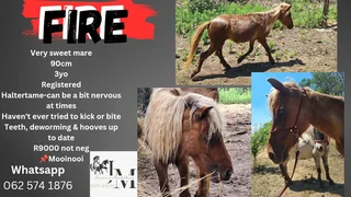 Miniature mare registered