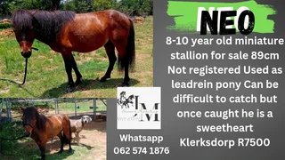 Miniature stallion backed