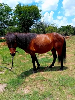 Miniature stallion backed
