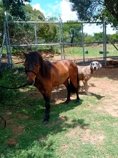 Miniature stallion backed