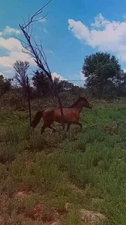 Miniature stallion backed