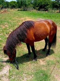 Miniature stallion backed