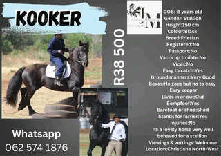 Friesian stallion not registered