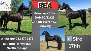 Friesian mare and filly