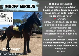 Friesian mare and filly