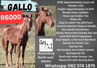 Horses for sale