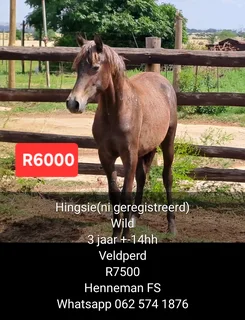 Wild colt out of nooitgedacht stock