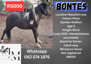 Miniature horses stallion 2 mares