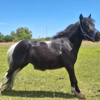 Miniature horses stallion 2 mares