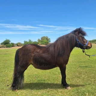 Miniature horses stallion 2 mares