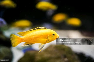 Malawi Cichlids