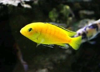 Malawi Cichlid Fish