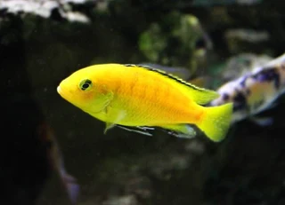 Malawi Cichlids