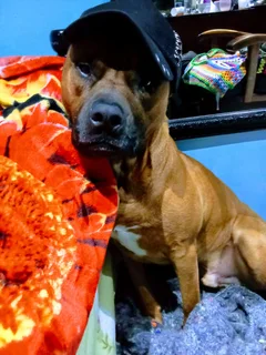 Place for a dog for some period of time