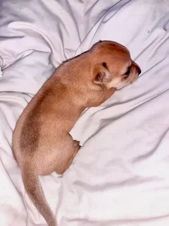 3 Dutschund Mixed Puppies for Sale