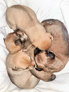 3 Dutschund Mixed Puppies for Sale