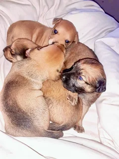 3 Dutschund Mixed Puppies for Sale