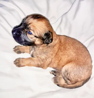 3 Dutschund Mixed Puppies for Sale