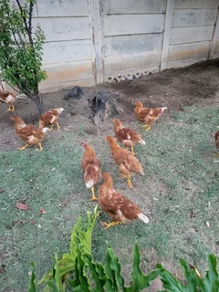 Chickens for sale