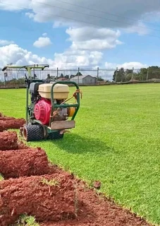 Buffalo grass// kikuyu grass// and decorative stones pebbles