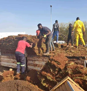 Buffalo grass// kikuyu grass// and decorative stones pebbles
