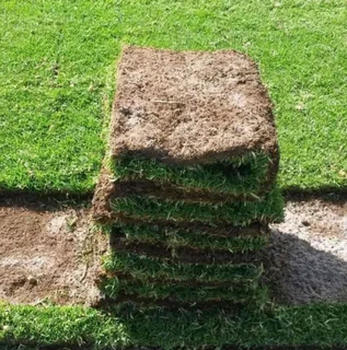 Instant roll on lawn grass