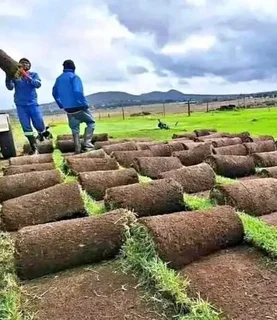 Instant roll on lawn grass// buffalo grass