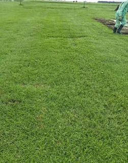 Instant roll on lawn grass// buffalo grass