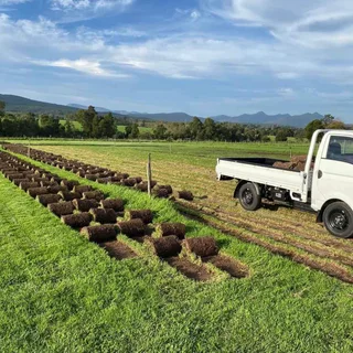 Instant roll on lawn// buffalo grass