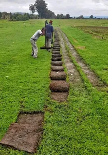 Decorative stones pebbles// compost and buffalo instant roll on lawn