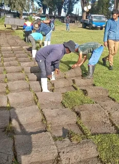 Instant roll on lawn grass// buffalo grass// kikuyu grass and decorative stones pebbles