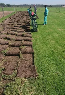 Instant roll on lawn grass// buffalo grass// kikuyu grass and decorative stones pebbles