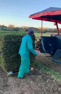 Instant roll on lawn grass// buffalo grass// kikuyu grass