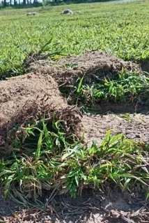 Landscape lawn grass /: compost// buffalo grass// kikuyu grass