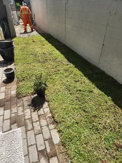 Instant roll on lawn grass// buffalo grass// kikuyu grass