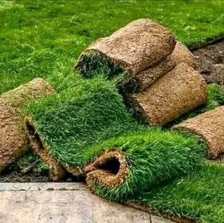 Artifical lawn grass