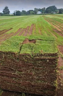 Instant roll on lawn grass// buffalo grass// kikuyu grass