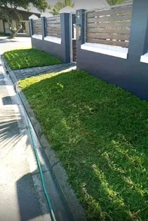 Quality instant roll on lawn grass// buffalo grass