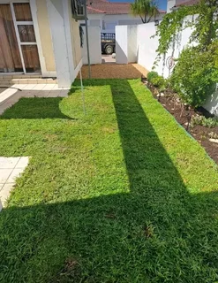 Quality instant roll on lawn grass// buffalo grass