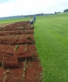 Buffalo grass// kikuyu grass// decorative stones pebbles