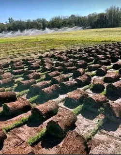 Buffalo grass// kikuyu grass// decorative stones pebbles