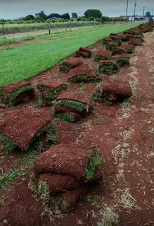 Buffalo instant roll on lawn grass// artificial turf grass and decorative stones pebbles