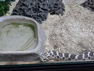 Hognose Snake Normal