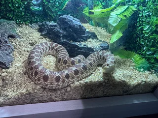 Hognose Snake Normal