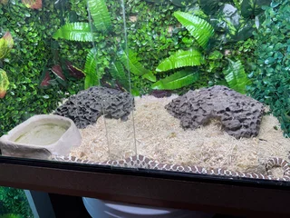 Hognose Snake Normal