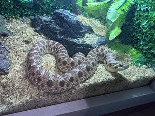 Hognose Snake Normal