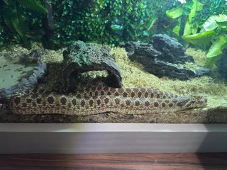 Hognose Snake Normal