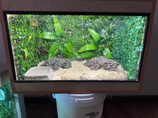 Hognose Snake Normal