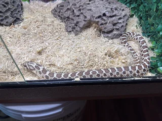Hognose Snake Normal